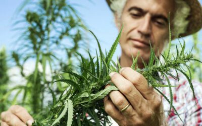 5 Takeaways From the Farm Bill and What It Means for CBD